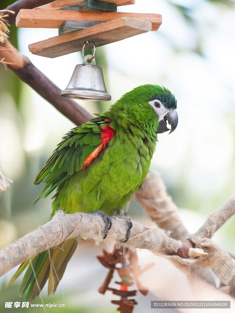 枝头绿鹦鹉