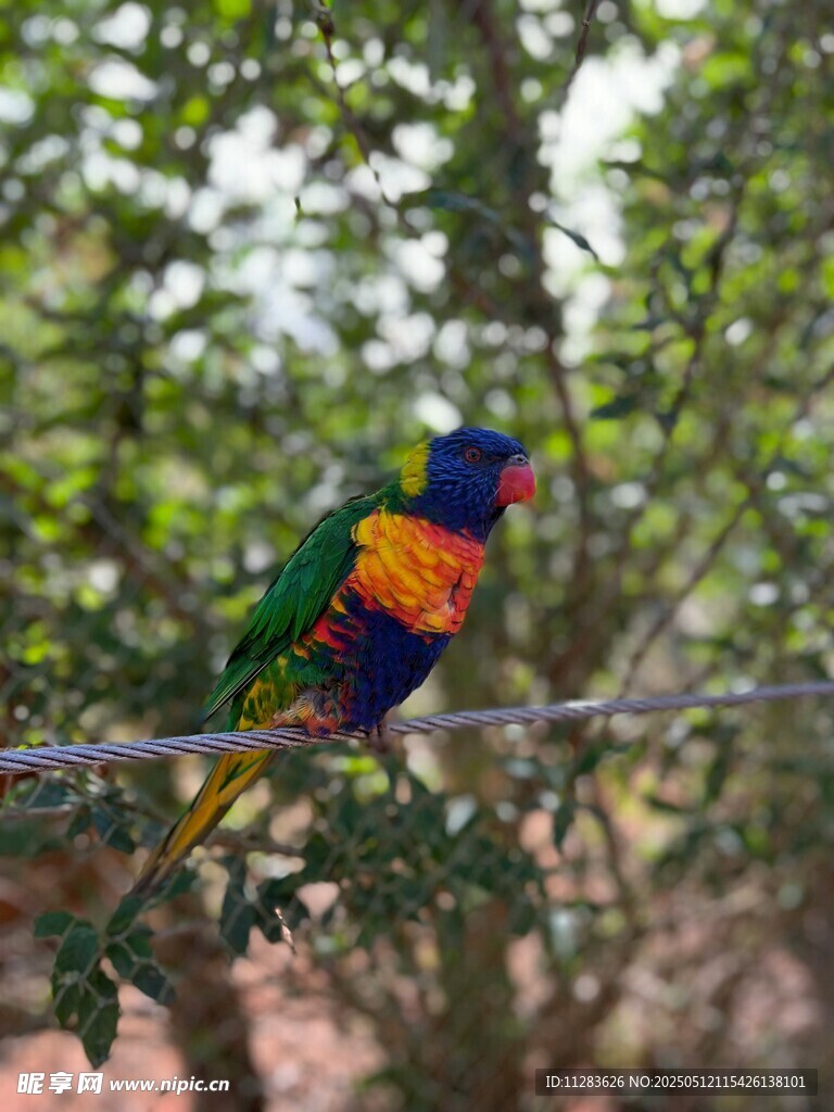 多彩鹦鹉栖息于枝头