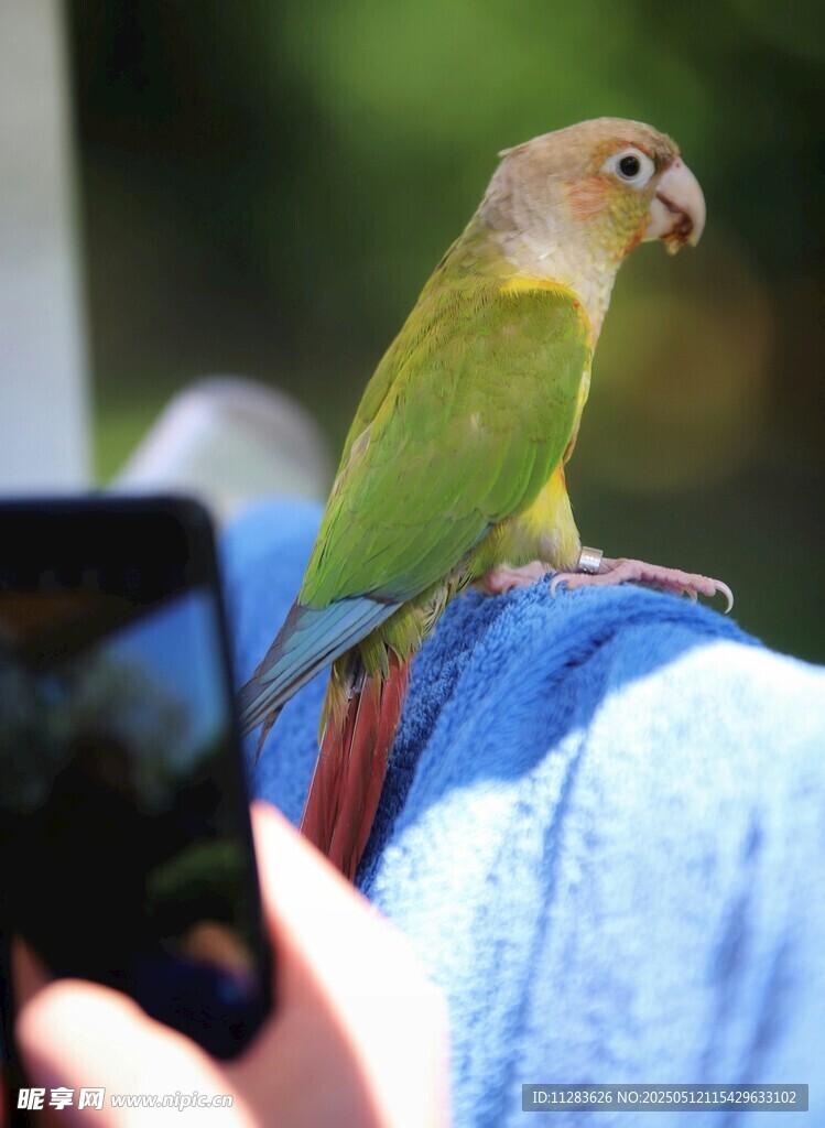 肩头绿鹦鹉与人互动瞬间