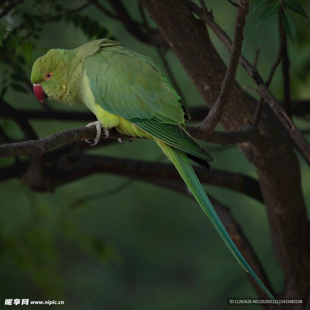 枝头绿鹦鹉