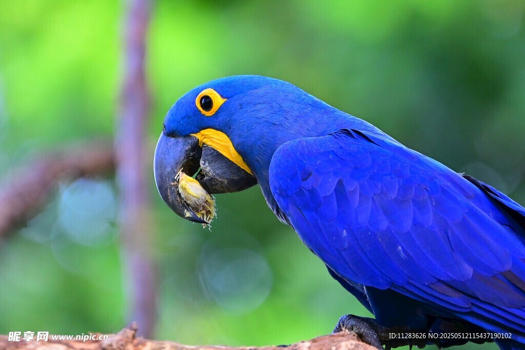 蓝鹦鹉衔物栖息