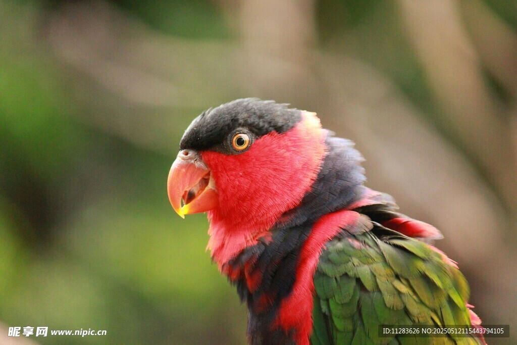 多彩鹦鹉特写