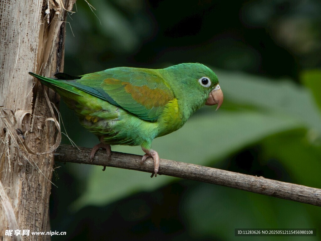 翠绿鹦鹉栖息枝头