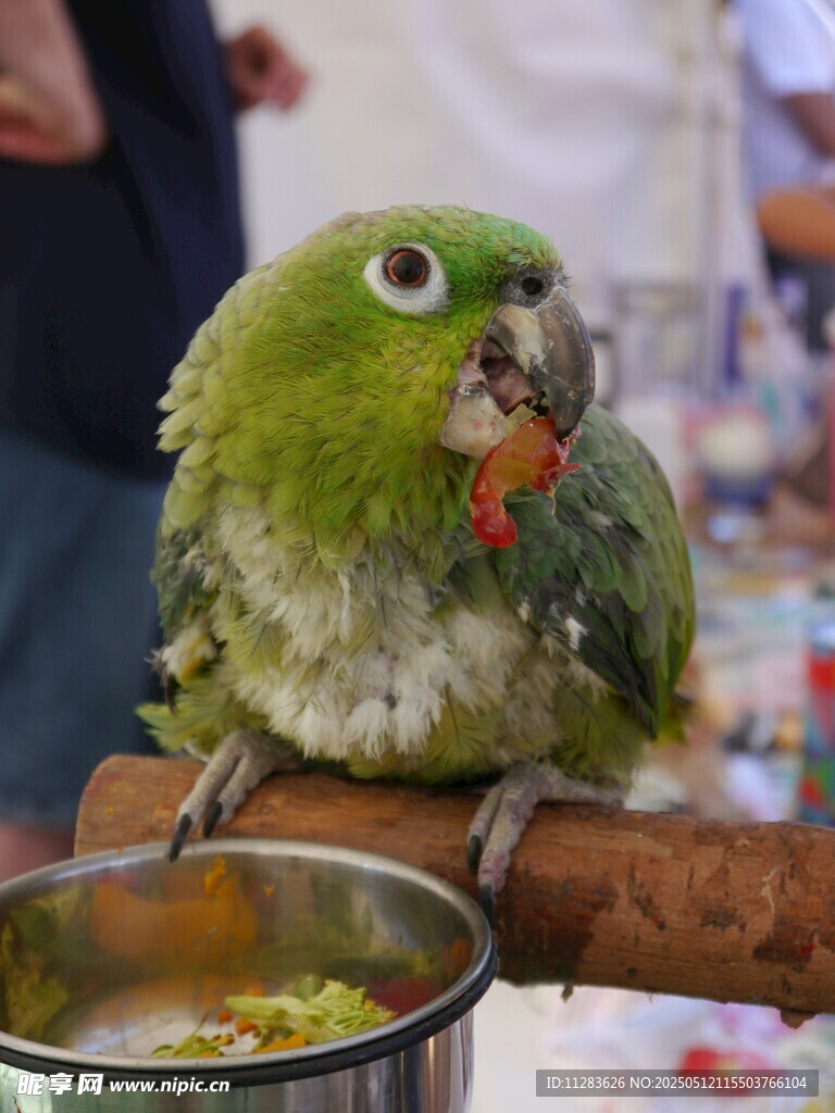 绿鹦鹉栖于杆上进食