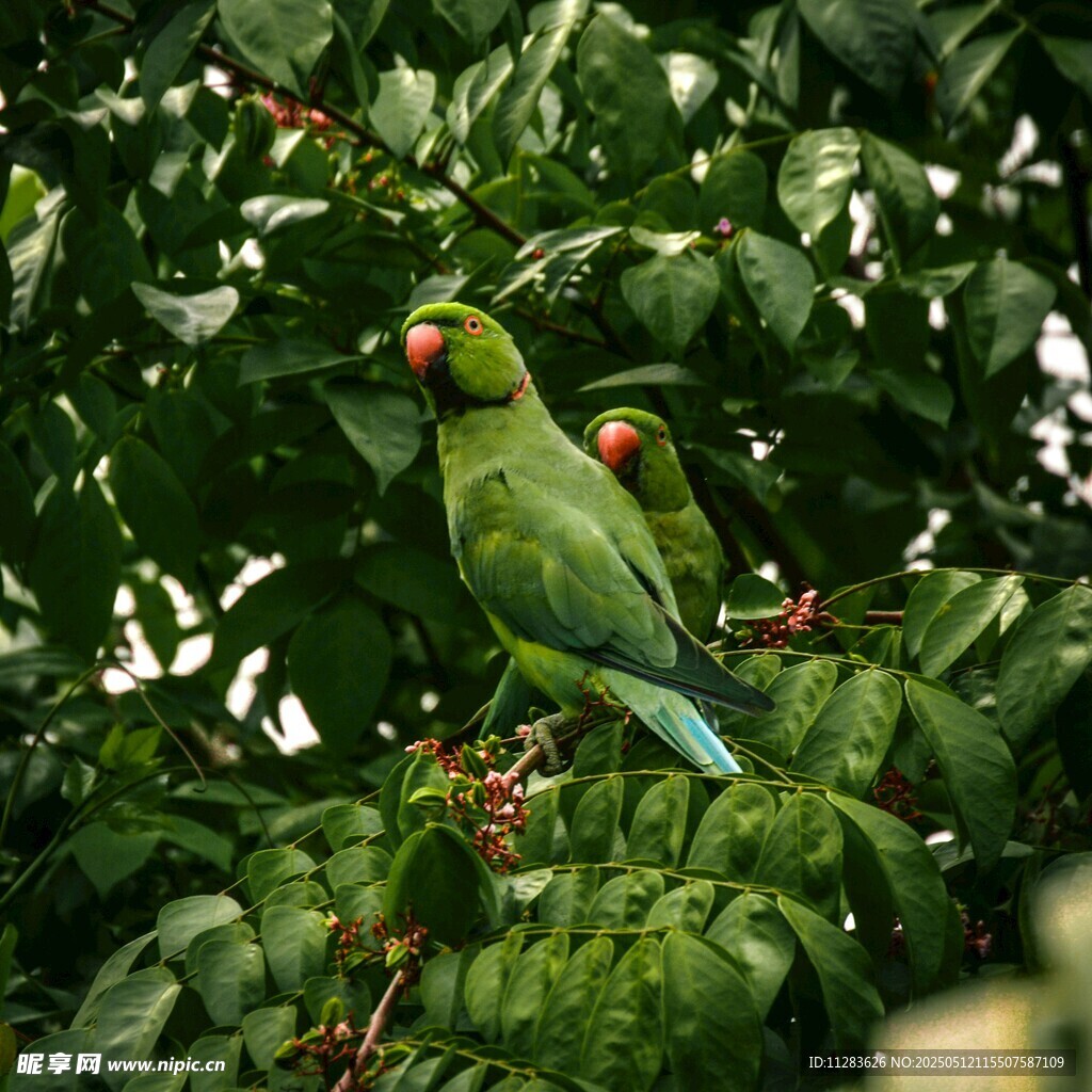 绿叶间的两只翠绿鹦鹉