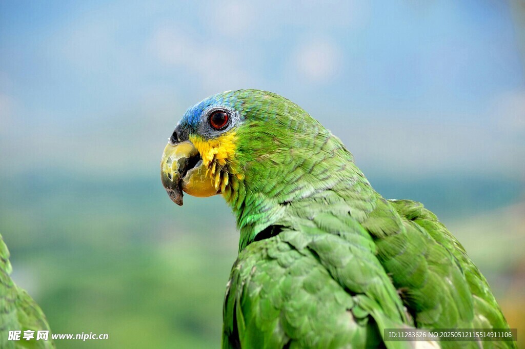 绿鹦鹉特写