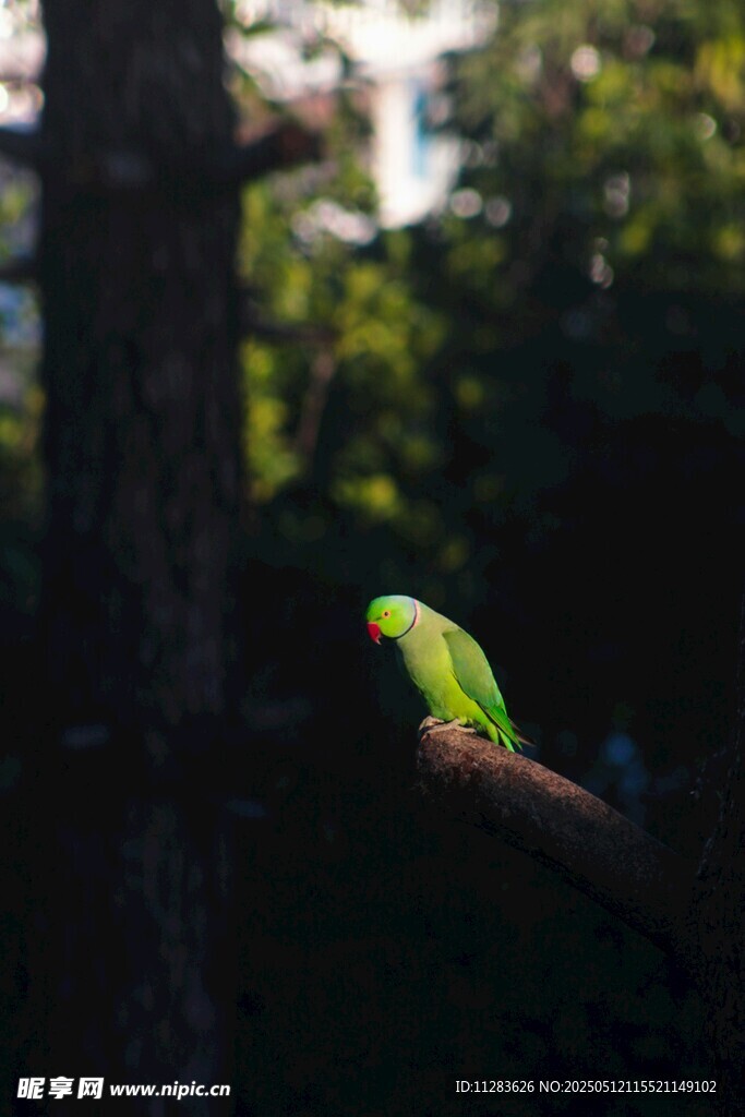 枝头绿鹦鹉