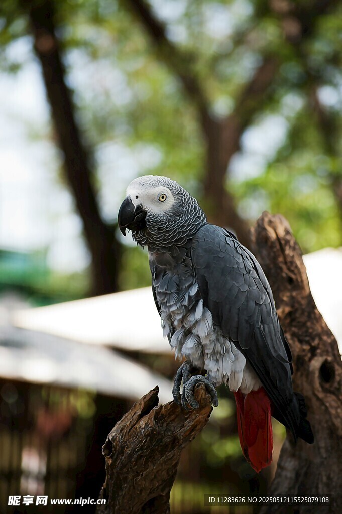 灰鹦鹉栖息于树枝上