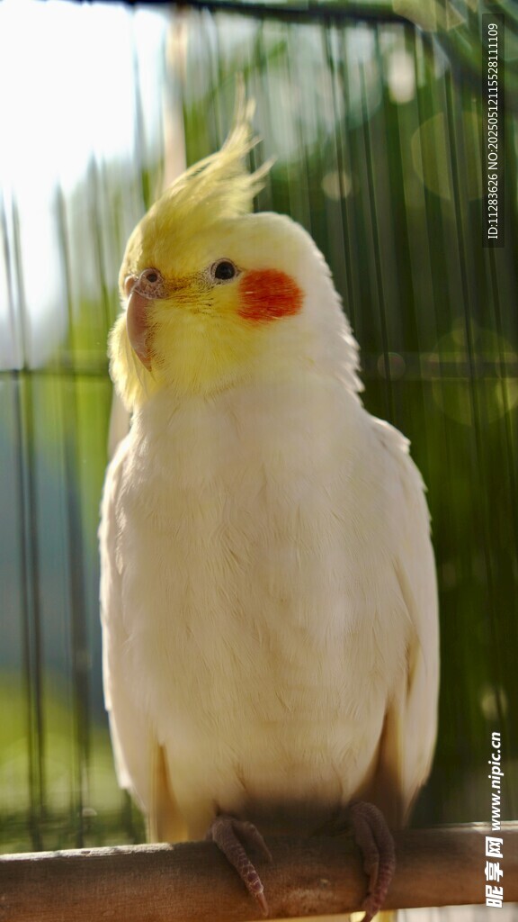 可爱玄凤鹦鹉栖息木上