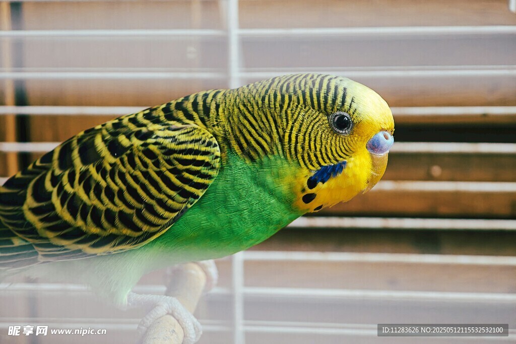 笼中虎皮鹦鹉特写
