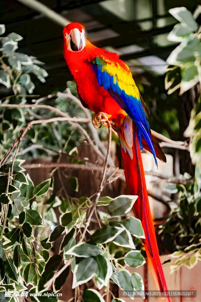 五彩鹦鹉栖息枝头