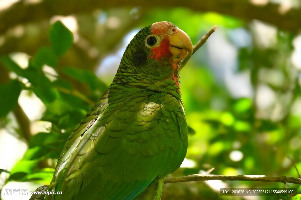 翠绿鹦鹉栖息枝头