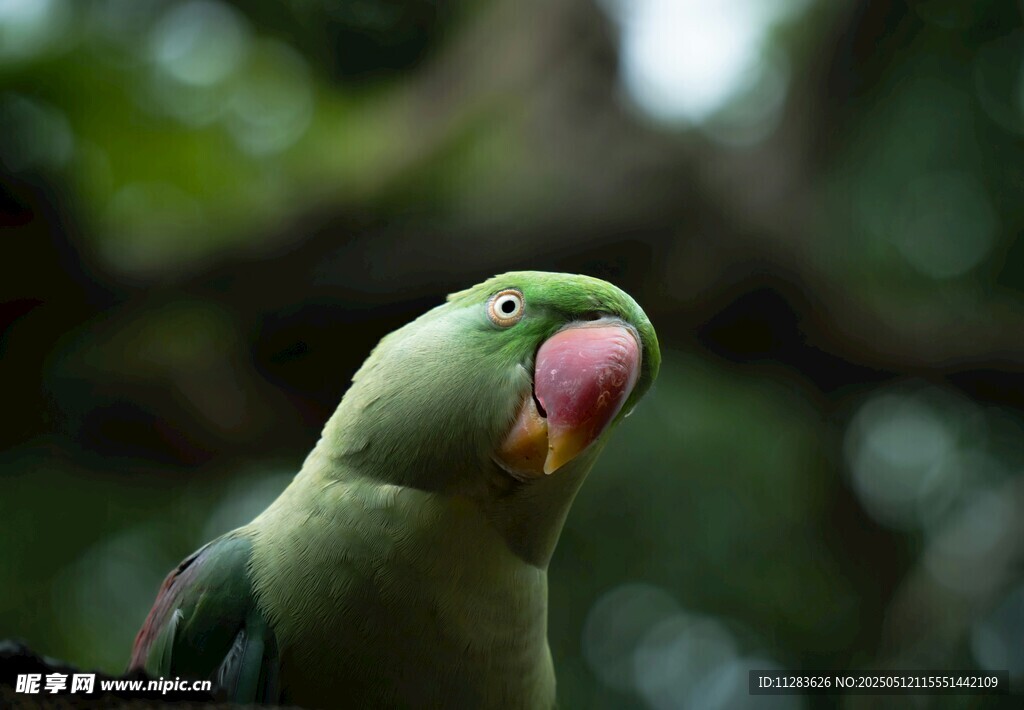 绿鹦鹉特写