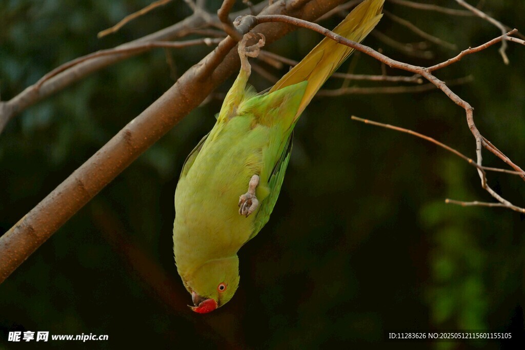 倒挂枝头的翠绿鹦鹉