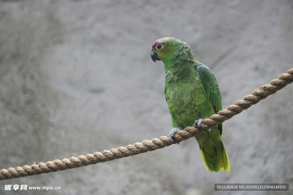 绿鹦鹉栖于绳索上