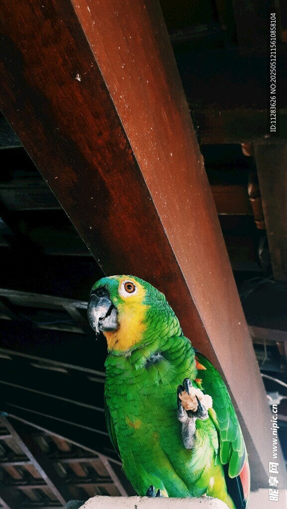 绿鹦鹉栖息于木梁上