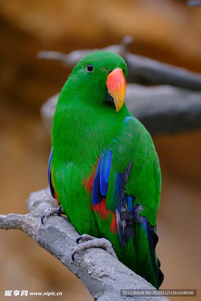 翠绿鹦鹉栖于枝头