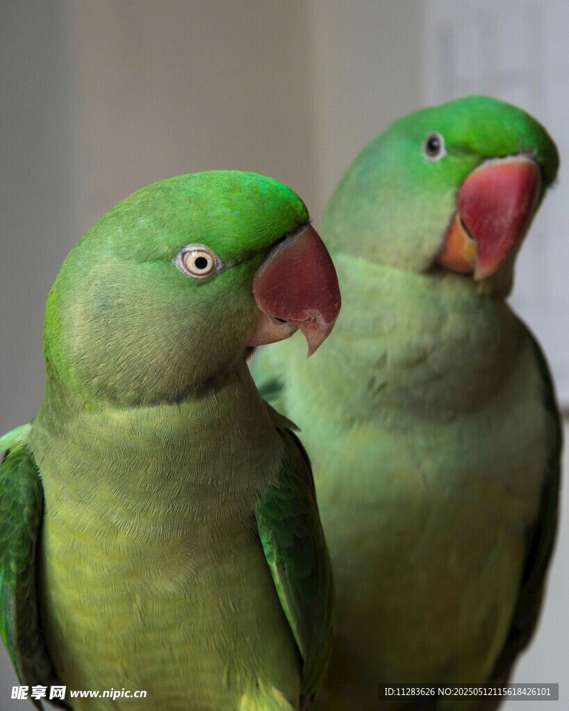 两只翠绿鹦鹉依偎而立