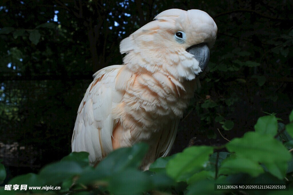 白色鹦鹉立于绿叶间