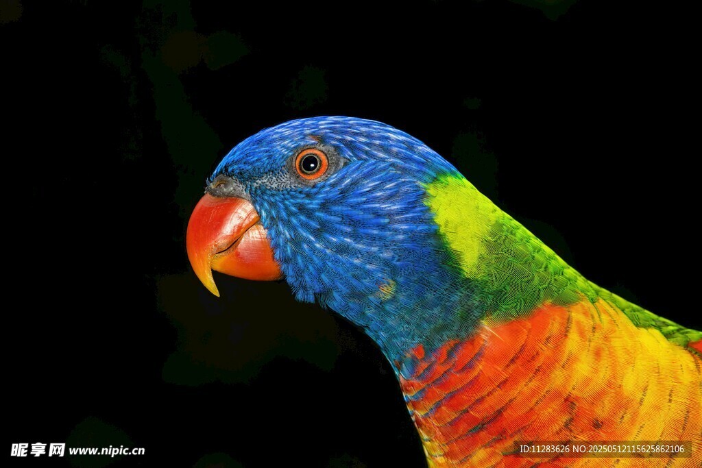 五彩斑斓鹦鹉特写