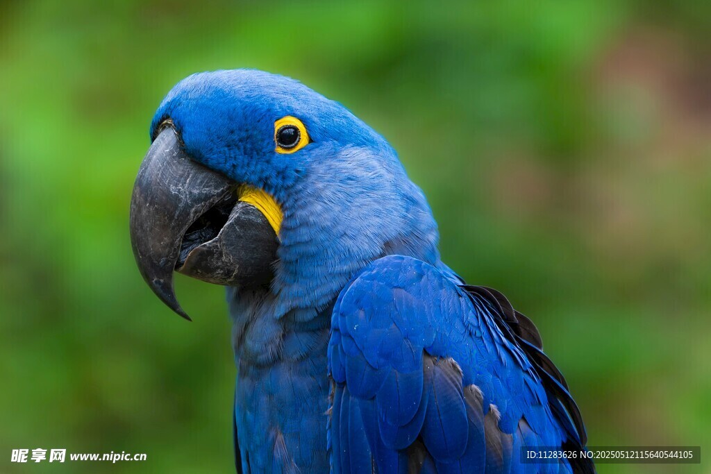 蓝色鹦鹉特写