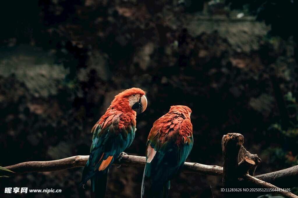 双鹦鹉栖息于枝头