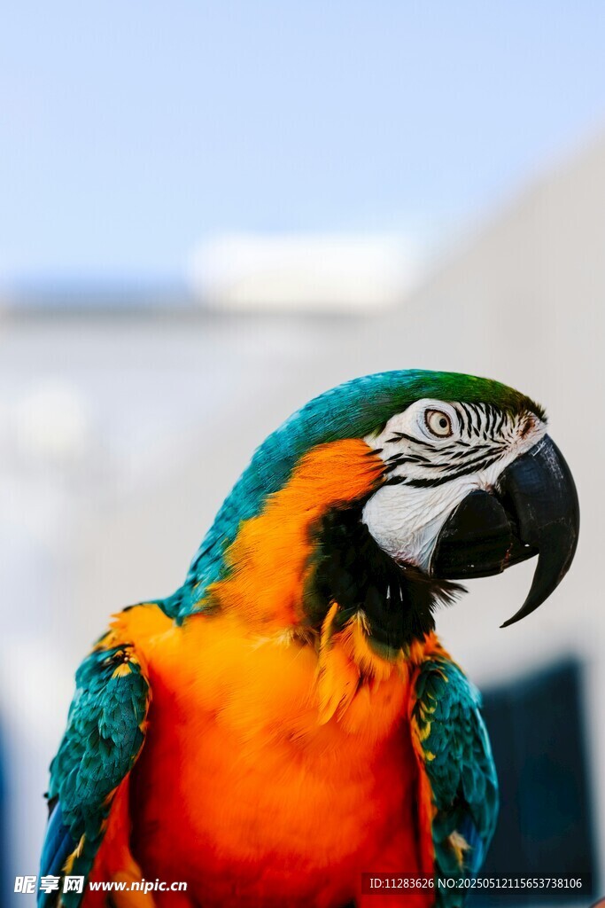 色彩斑斓的鹦鹉
