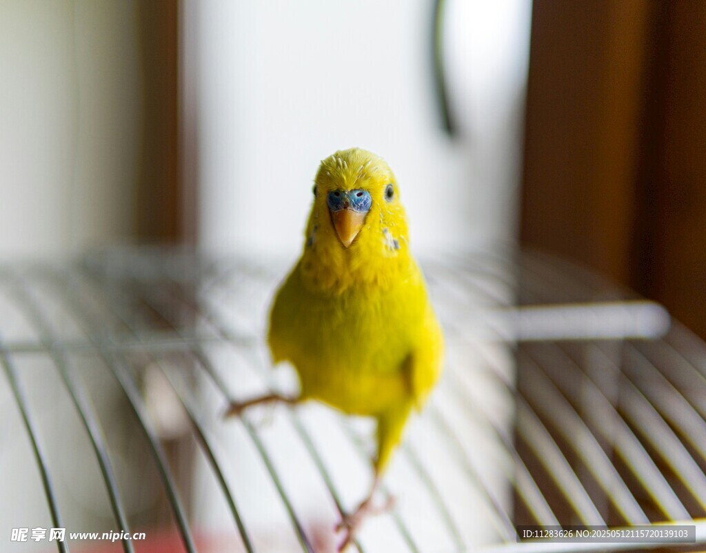黄色鹦鹉站在鸟笼中
