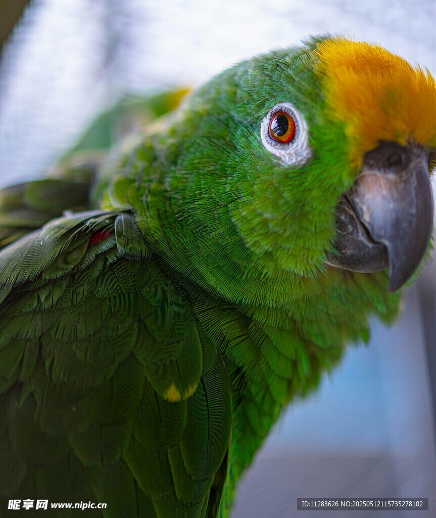 绿羽黄冠鹦鹉特写