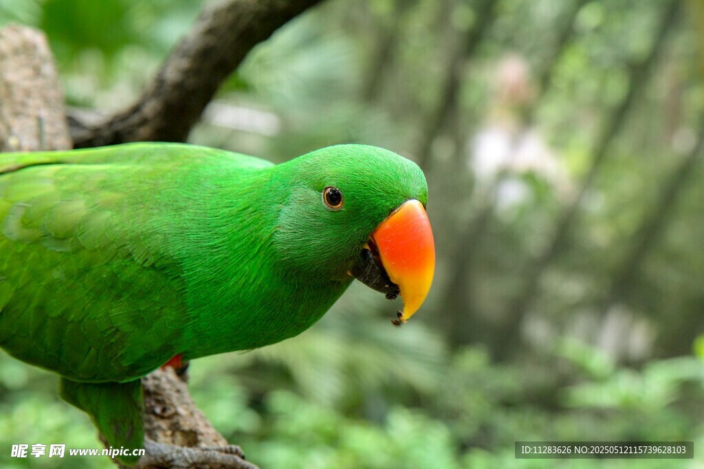 翠绿鹦鹉栖于枝头