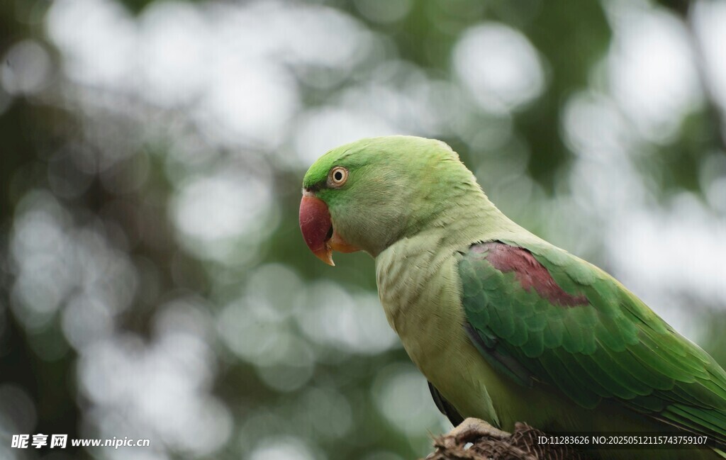 绿羽鹦鹉栖息枝头