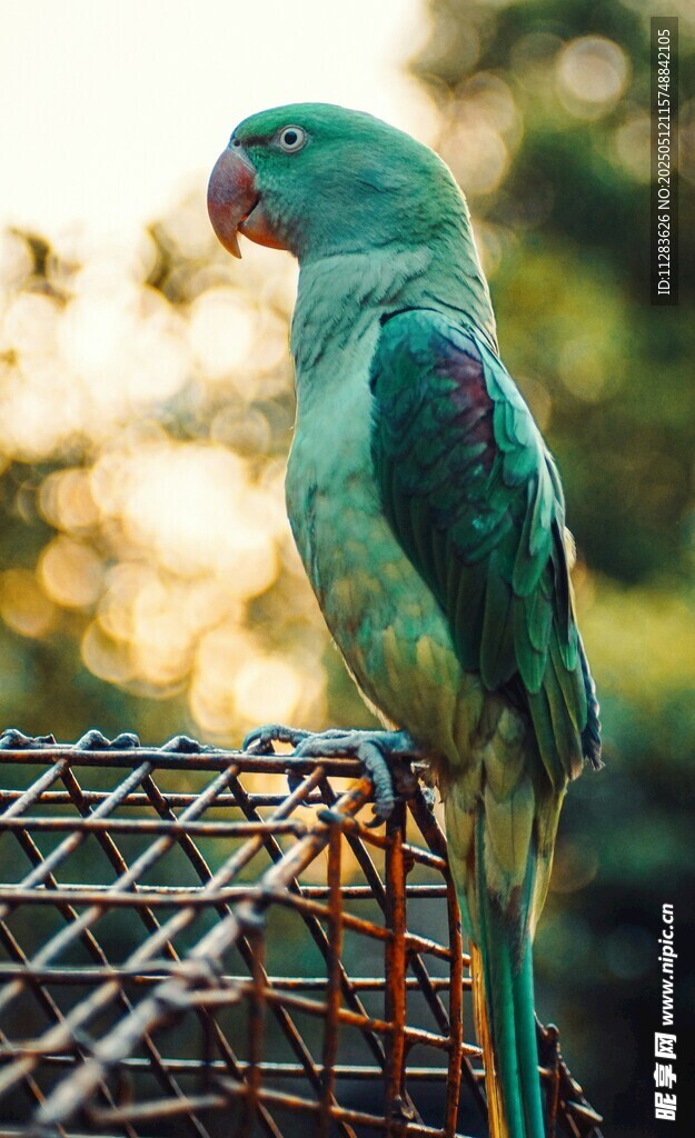 绿鹦鹉立于金属架上