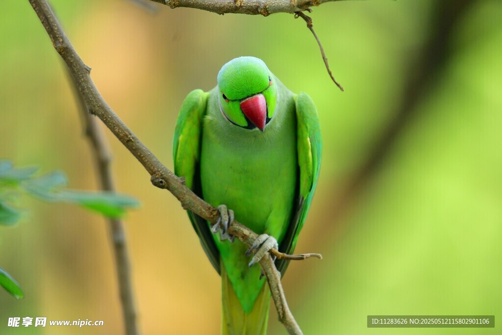 枝头绿鹦鹉