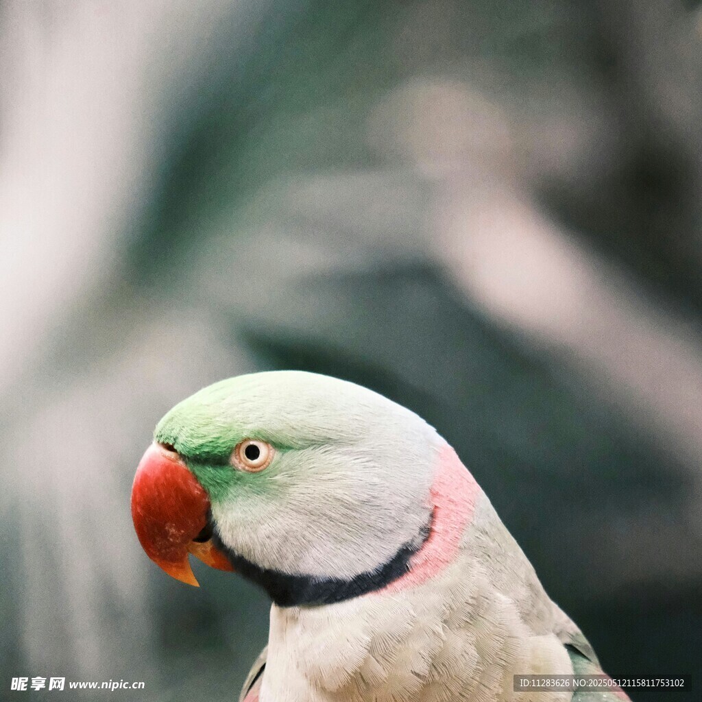 绿头红喙鹦鹉特写