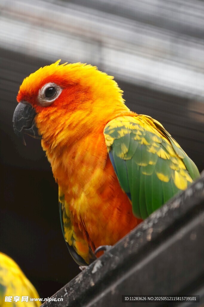 色彩艳丽的鹦鹉