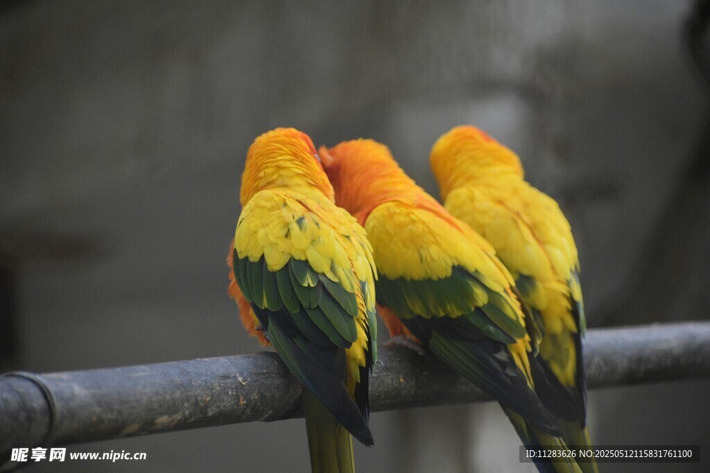 三只色彩艳丽鹦鹉栖于杆上