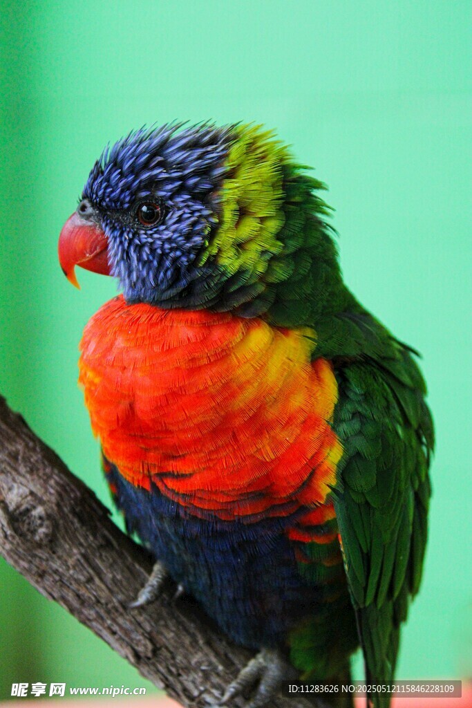 多彩鹦鹉栖息枝头