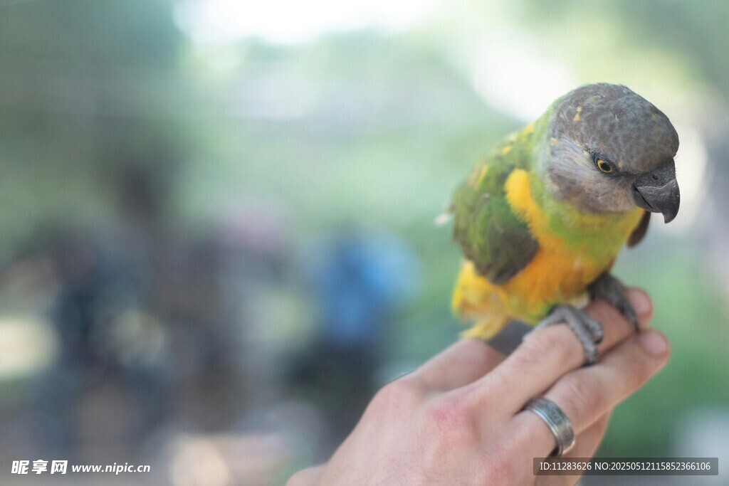 手托鹦鹉色彩斑斓