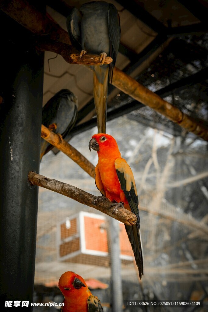 色彩艳丽的鹦鹉栖息枝头
