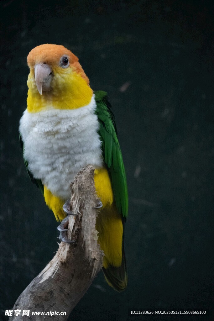 多彩鹦鹉栖息枝头