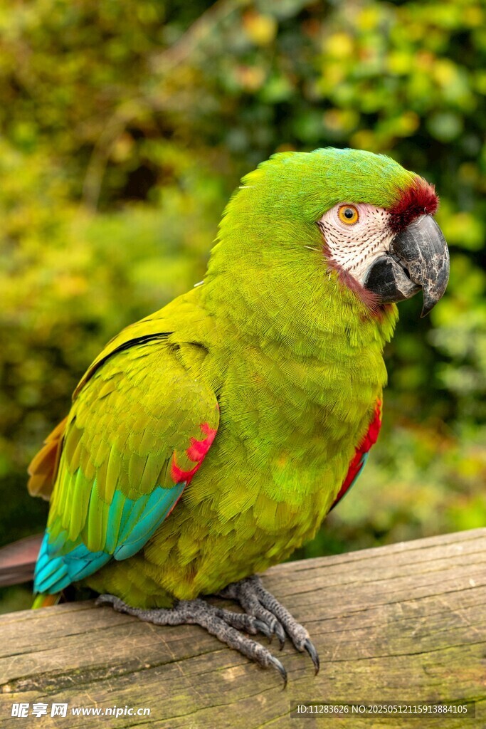 绿羽鹦鹉栖息于木枝上