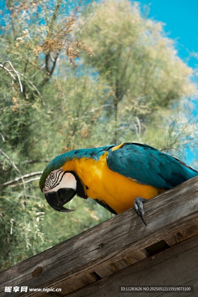 蓝黄鹦鹉栖息于木梁上