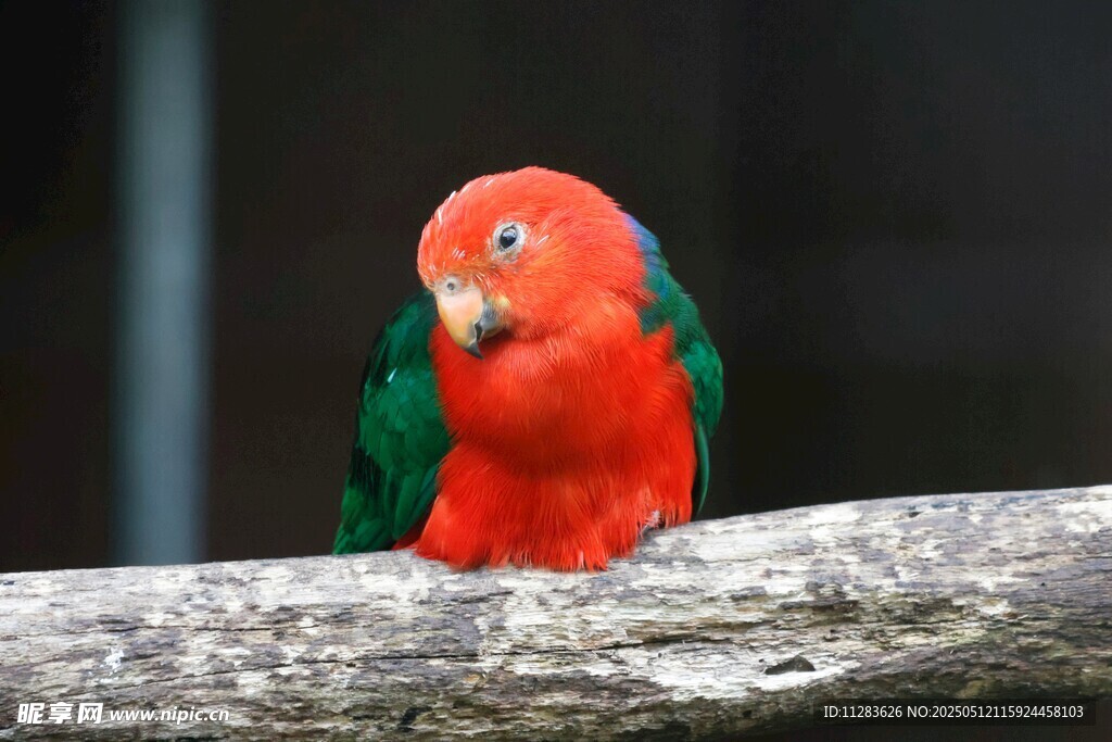 红羽绿翅鹦鹉栖息枝头