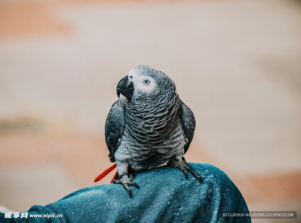 肩头的灰鹦鹉