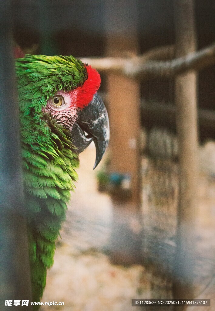 绿羽红冠鹦鹉特写