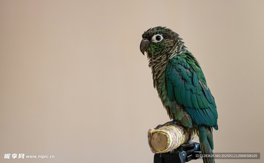 绿鹦鹉栖息于物体上