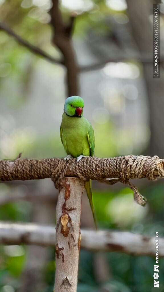 枝头绿鹦鹉