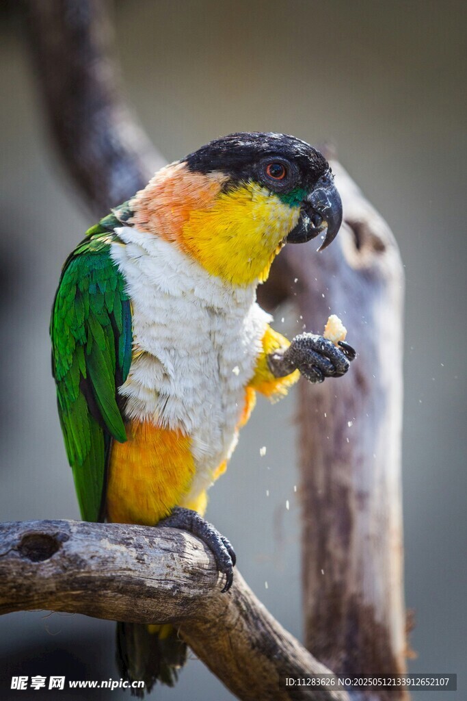 多彩鹦鹉枝头进食