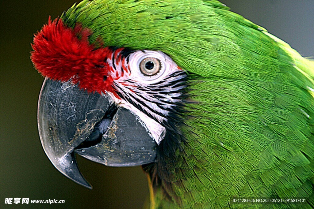 绿羽红冠鹦鹉特写