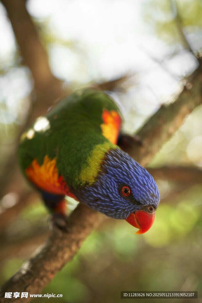 多彩鹦鹉栖息枝头
